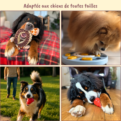 💛 La box qui transforme le quotidien de votre chien
